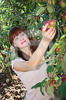 A woman picking apple from a tree