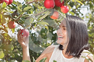 Woman picking apples in the apple orchard