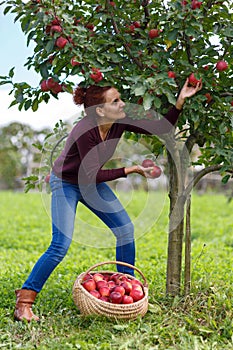 Woman picking apples in a basket