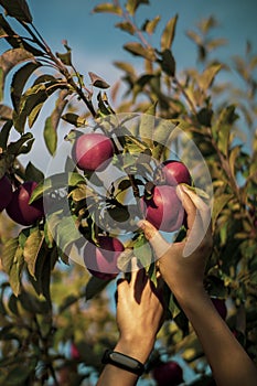 Woman picking apples from a eco tree at a fruit garden