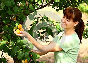 Woman picking apricots