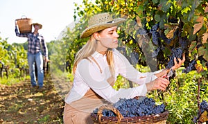Woman picking black grapes in vineyard