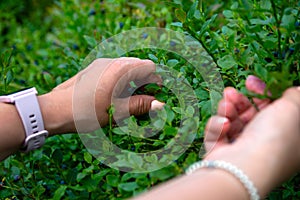 A woman is picking blueberries Vaccinium Myrtillus in the garden. the woman`s hands carefully pluck ripe juicy berries from the