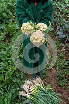 A woman picking cauliflowers in rural China