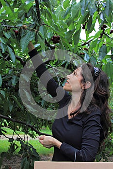 Woman Picking Cherries 2