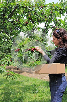 Woman Picking Cherries