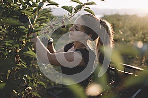 Woman picking cherries from tree