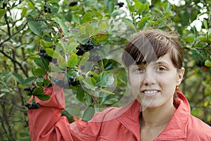 Woman picking chokeberry