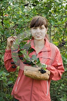 Woman picking chokeberry