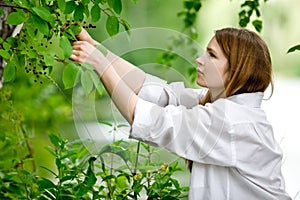 Woman picking chokecherries