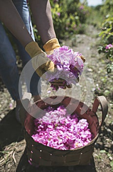 Woman picking color of oilseed roses