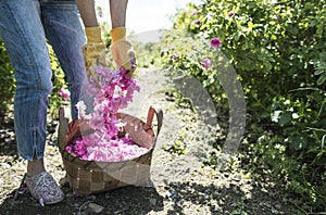 Woman picking color of oilseed roses