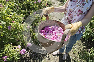 Woman picking color of oilseed roses