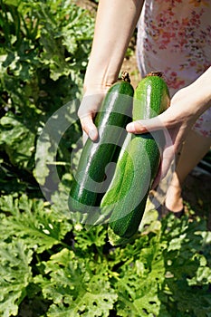 Woman picking courgettes from the garden