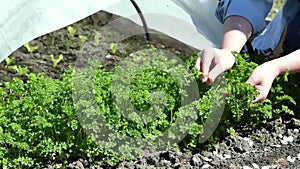 Woman is picking curly parsley leaves