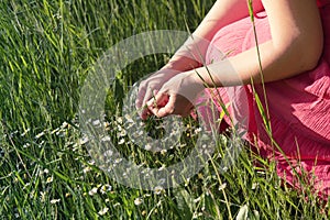 Woman picking daisies