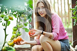 Woman picking fresh tomatoes