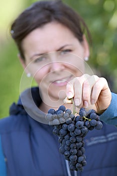 Woman picking grapes