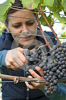 Woman picking grapes