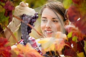 Woman picking grapes