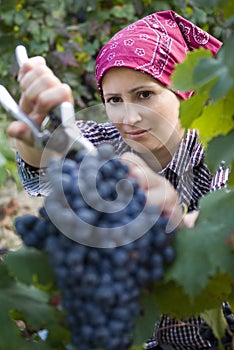 Woman picking grapes