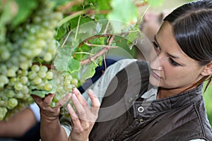 Woman picking grapes