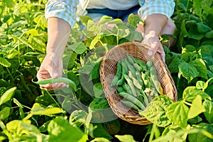 Woman picking green beans in the summer garden