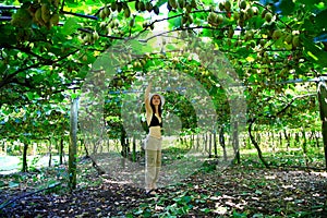 Woman picking kiwis from amazing orchard in New Zealand.