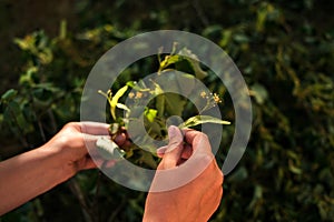 woman picking linden. woman collects medicinal herbs close-up of hands