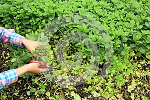 Woman picking mint plant at vegetable garden