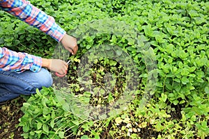 Woman picking mint plant at vegetable garden