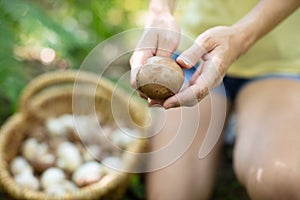 woman picking mushroom into wicker basket photo