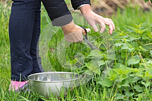 Woman picking nettle at garden