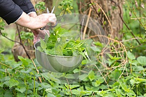 Woman picking nettle at garden