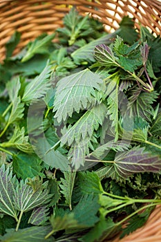 Woman picking nettle at garden