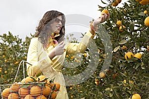 Woman Picking Oranges
