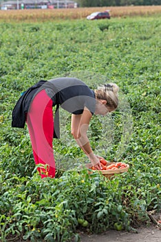 Woman picking a organic, red tomatoes on a farm