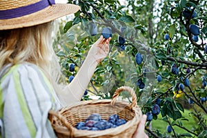 Woman picking plum from fruit tree in organic farm