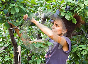 Woman picking plums