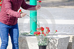 a woman picking red carnations at the celebration of April 25th in Portugal, â€œRevoluÃ§ao dos Cravos