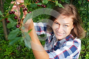 Woman picking red cherry from tree