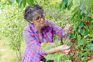 Woman picking red cherry from tree in summer garden