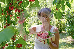 Woman picking red cherry from tree in summer garden