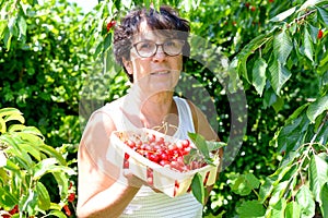 Woman picking red cherry from tree in summer garden