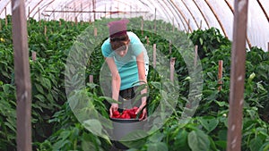 Woman picking red peppers at greenhouse.