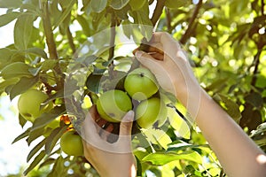 Woman picking ripe apples from tree outdoors, closeup