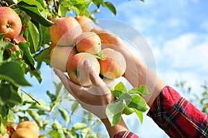 Woman picking ripe apples from tree, closeup