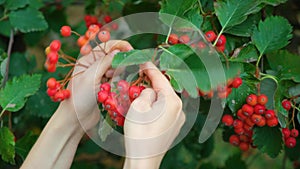 A woman picking ripe berries of Scandinavian rowan from a tree in the autumn