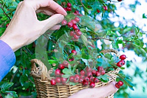 Woman picking ripe hawthorn into basket in garden, ripe hawthorn growing and hand picking it in green leaves background