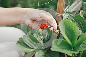 Woman picking strawberry from raised garden bed close up. Gathering fresh natural berries in urban organic garden. Homestead